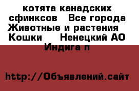 котята канадских сфинксов - Все города Животные и растения » Кошки   . Ненецкий АО,Индига п.